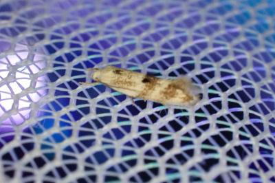 Elachista maculicerusella