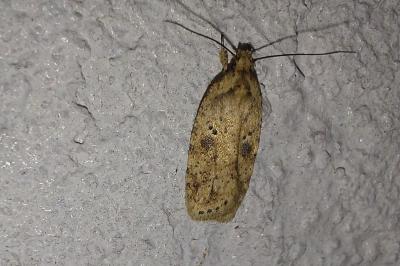 Agonopterix arenella