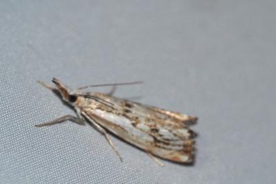 Catoptria falsella