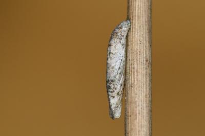 Coleophora glaucicolella