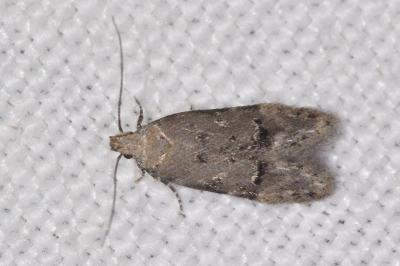 Teleiodes vulgella