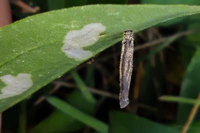 Coleophora saponariella