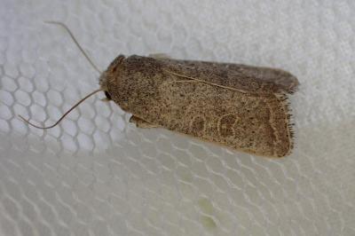 Hoplodrina ambigua