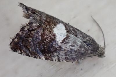 Pammene spiniana