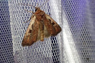 Xestia agathina