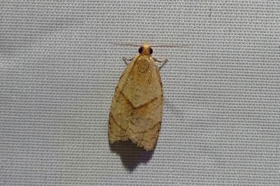 Clepsis rurinana