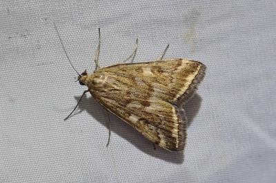 Loxostege sticticalis