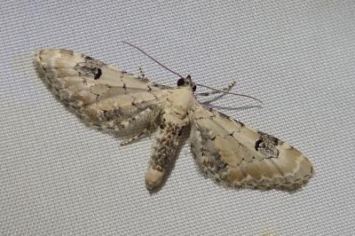 Eupithecia centaureata