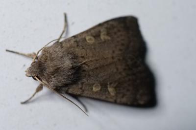 Xestia xanthographa
