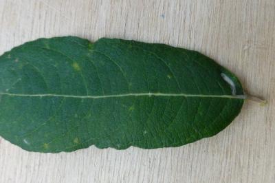 Phyllocnistis ramulicola
