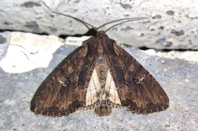 Mniotype solieri