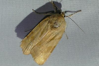 Noctua fimbriata