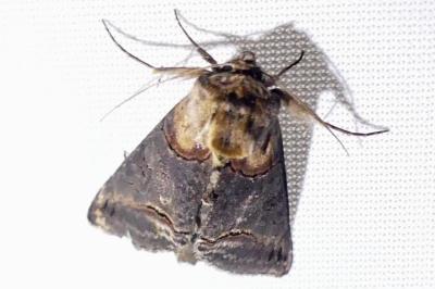 Abrostola triplasia