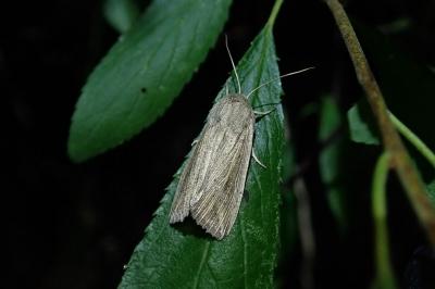 Mythimna riparia