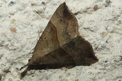Hypena proboscidalis
