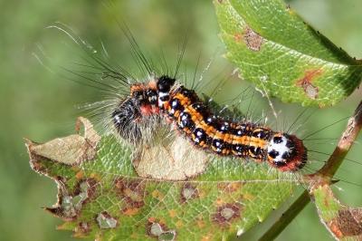 Acronicta tridens