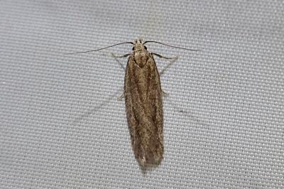 Mirificarma mulinella