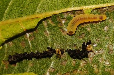 Phyllonorycter klemannella