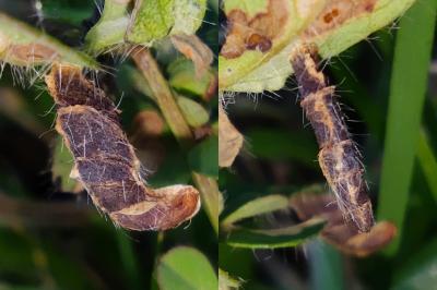 Coleophora discordella