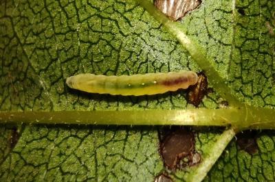 Bucculatrix frangutella