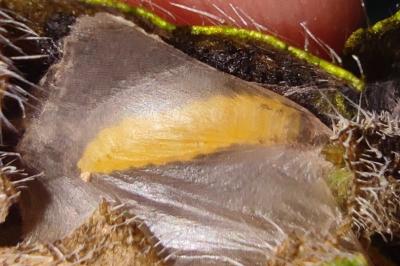 Dialectica scalariella