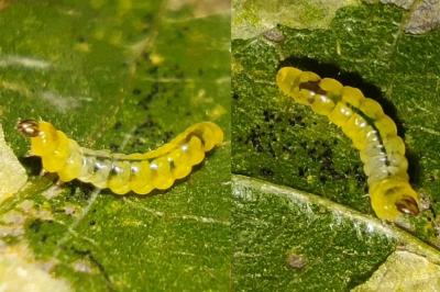 Phyllonorycter schreberella