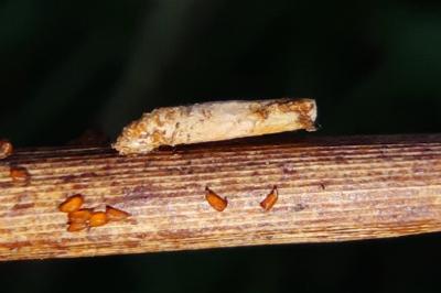 Coleophora glaucicolella