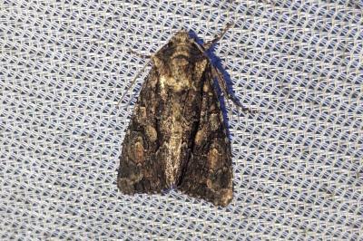 Dryobotodes tenebrosa