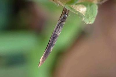 Coleophora albitarsella