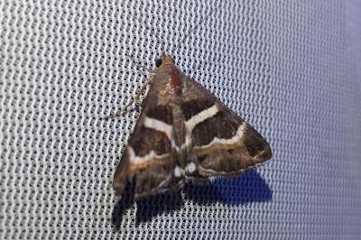 Grammodes stolida