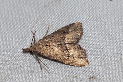 Schrankia taenialis