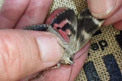 Catocala dilecta