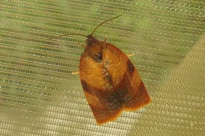 Cacoecimorpha pronubana