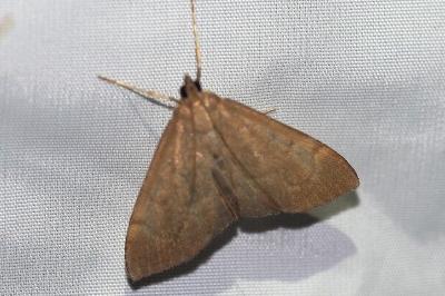 Anania terrealis