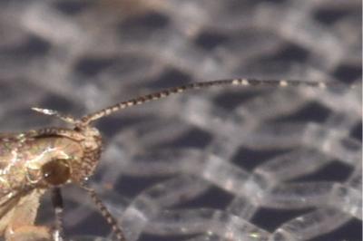 Monochroa hornigi