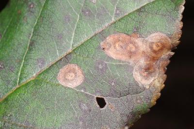 Leucoptera malifoliella