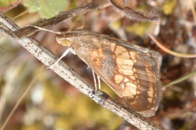 Evergestis politalis