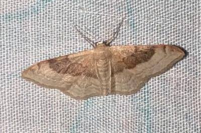 Idaea degeneraria