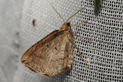 Orthonama vittata