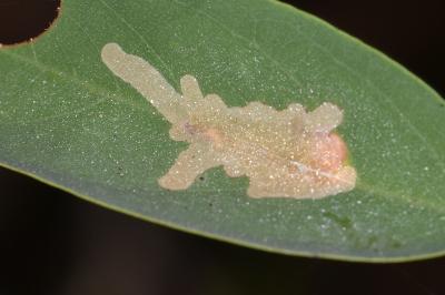 Parectopa robiniella
