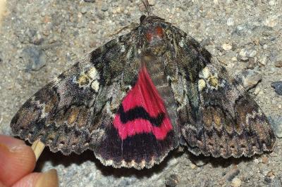 Catocala sponsa