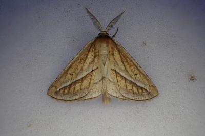 <i>Chariaspilates formosaria</i>