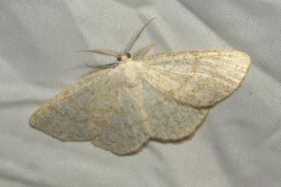 <i>Cabera exanthemata</i>