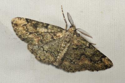 <i>Cleorodes lichenaria</i>