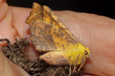 <i>Ennomos alniaria</i>