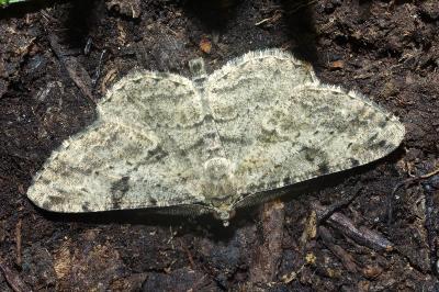 <i>Peribatodes rhomboidaria</i>