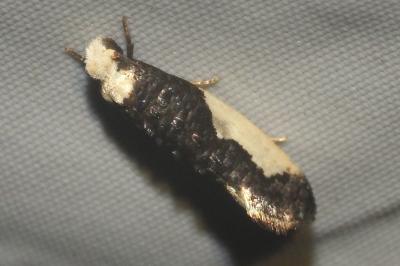 <i>Monopis monachella</i>