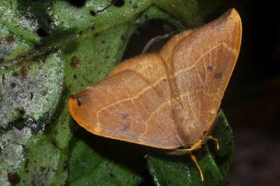 <i>Watsonalla binaria</i>