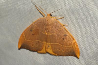 <i>Watsonalla binaria</i>