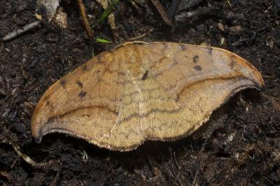 <i>Drepana curvatula</i>